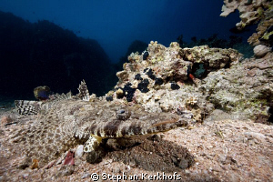 Crocodilefish taken in Shark's Bay. by Stephan Kerkhofs 